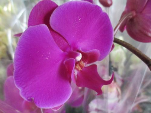 Как ухаживать за домашней орхидеей. 09