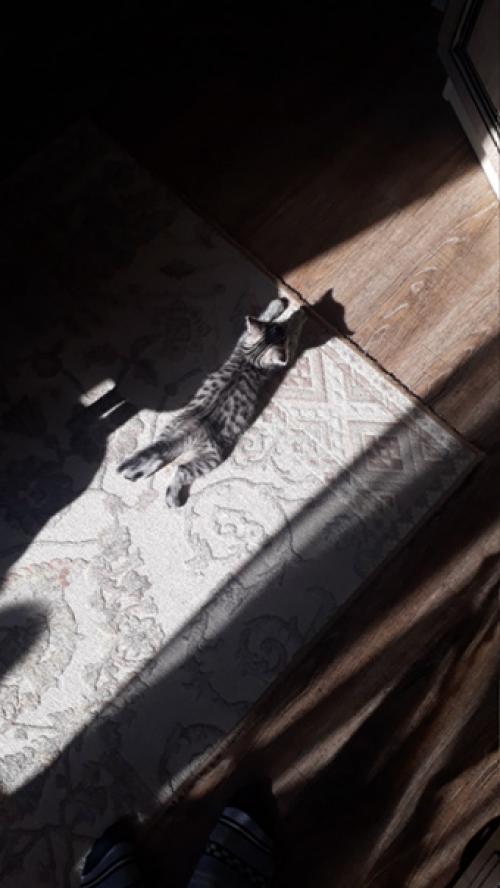 Безкота_добро. Два месяца назад у меня умерла кошка буча. 05