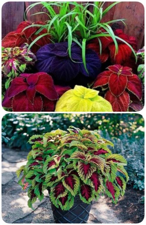 Выращивание колеуса летом в домашних условиях и в открытом грунте. 03