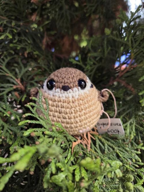 Мне тут московская полочка прислала красивые фото с фотосессии птишек, показываю. 01