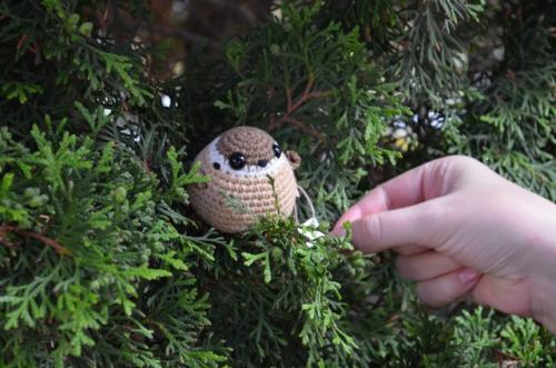 Мне тут московская полочка прислала красивые фото с фотосессии птишек, показываю. 03