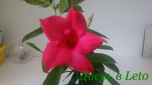 Дипладения - яркие краски тропической красавицы! 02