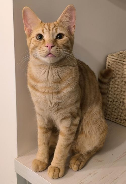 Пришла пора написать о судьбе рыжика, многие интересуются, что я решила и это понятно! 09