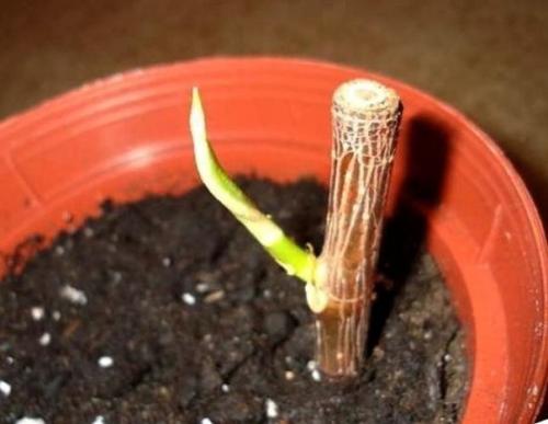 Как обновить драцену? 04