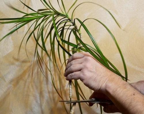 Как обновить драцену? 01