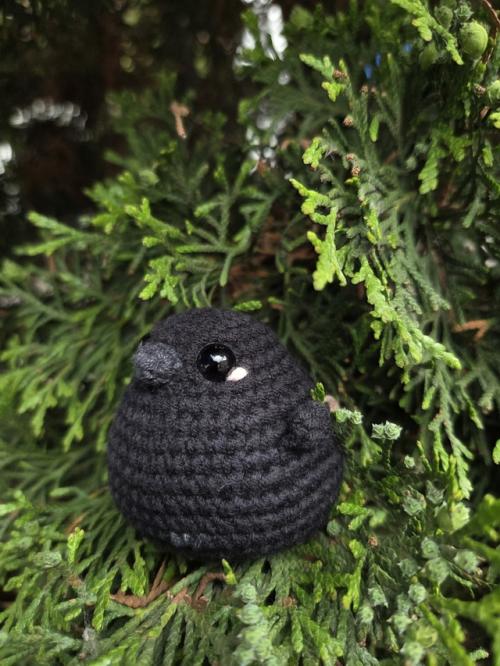 Мне тут московская полочка прислала красивые фото с фотосессии птишек, показываю. 02