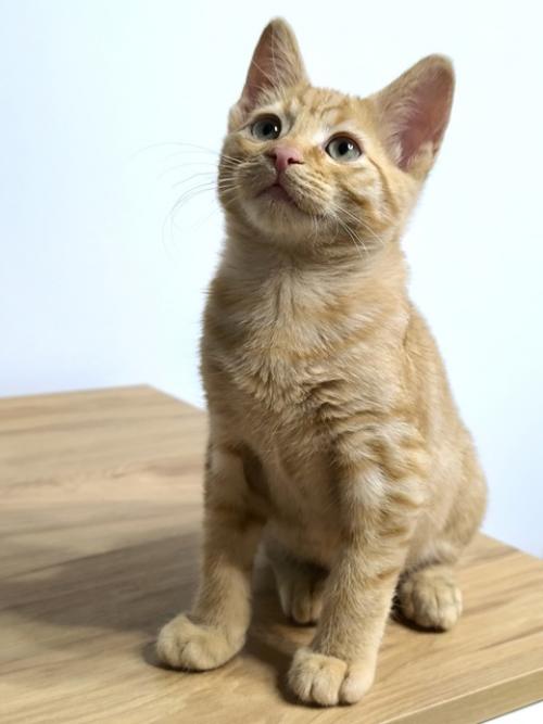 Пришла пора написать о судьбе рыжика, многие интересуются, что я решила и это понятно! 02