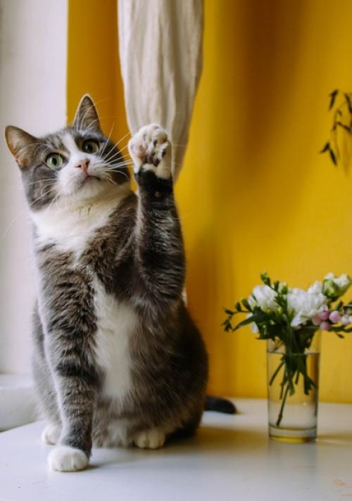 Фотосъёмки собак у меня случаются гораздо чаще, чем котиков. 04