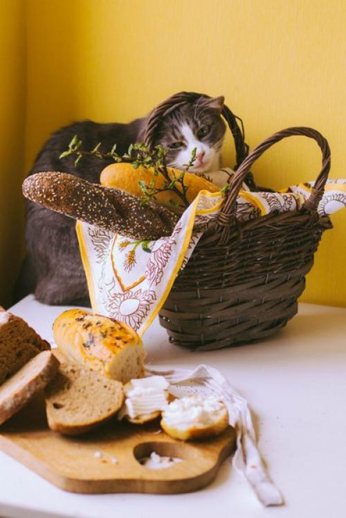 Фотосъёмки собак у меня случаются гораздо чаще, чем котиков. 07