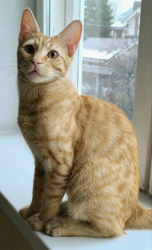 Пришла пора написать о судьбе рыжика, многие интересуются, что я решила и это понятно! 07