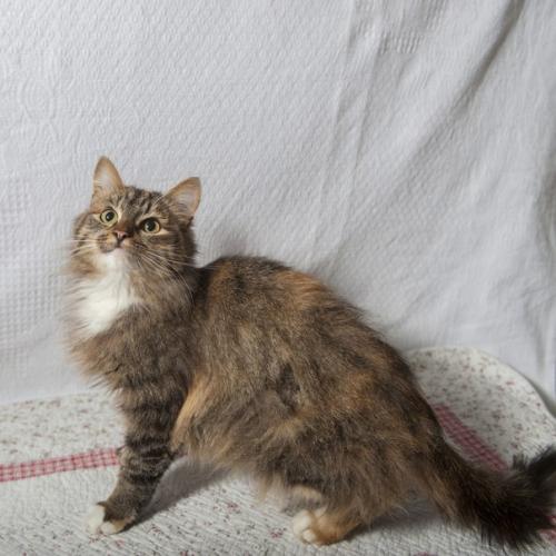 Внимание!  Акция по две штуки в одни руки, третья в подарок! 09