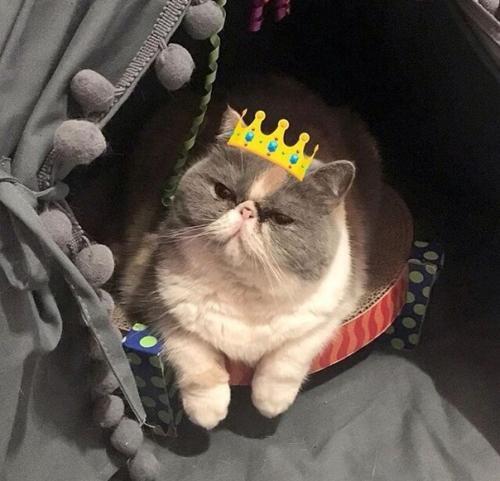 Домик для кошки: баловство или необходимость? 01