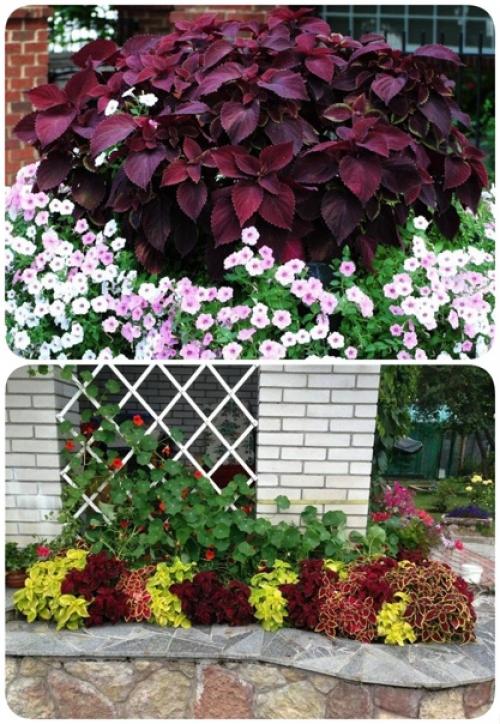 Выращивание колеуса летом в домашних условиях и в открытом грунте. 02