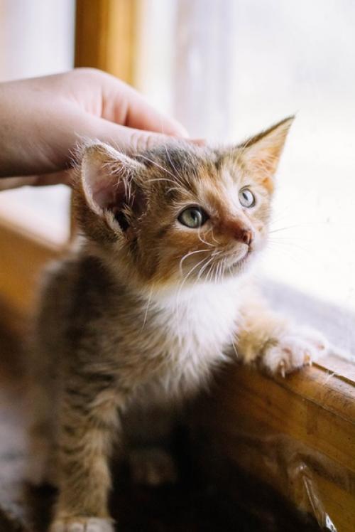 Фотосъёмки собак у меня случаются гораздо чаще, чем котиков. 08