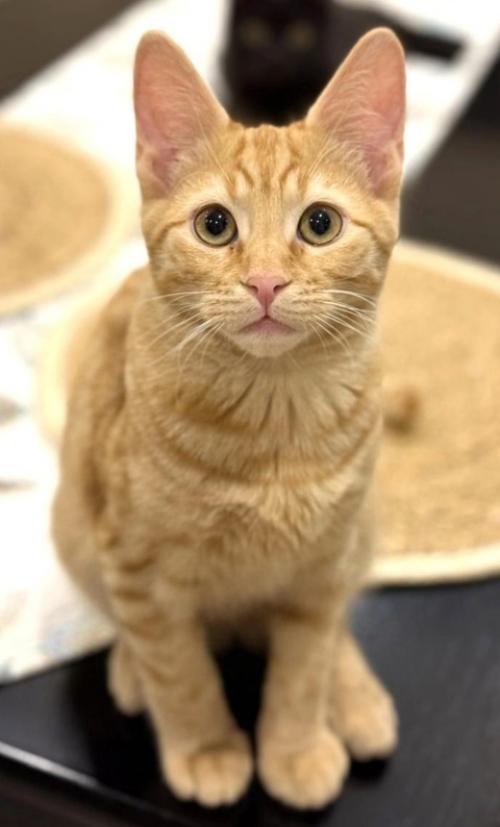 Пришла пора написать о судьбе рыжика, многие интересуются, что я решила и это понятно! 04