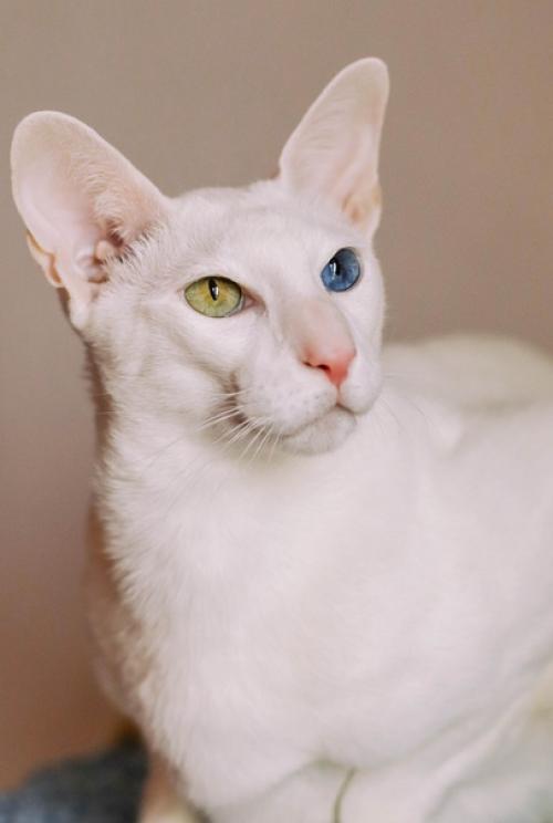 Фотосъёмки собак у меня случаются гораздо чаще, чем котиков. 06