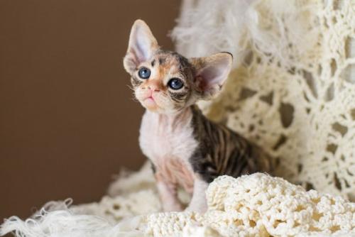 Фотосъёмки собак у меня случаются гораздо чаще, чем котиков. 01