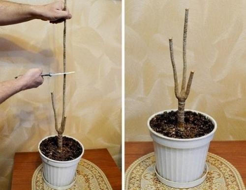 Как обновить драцену? 02