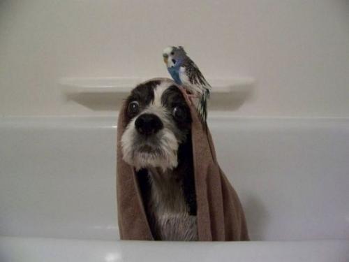 Миша и питомцы. 03