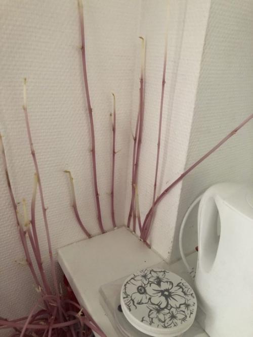 Кажется картошка решила захватить кухню. 01