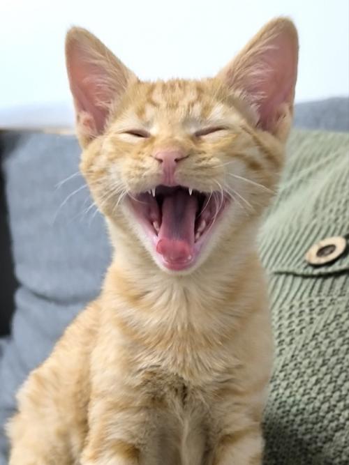 Пришла пора написать о судьбе рыжика, многие интересуются, что я решила и это понятно! 03