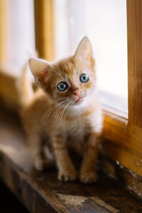 Фотосъёмки собак у меня случаются гораздо чаще, чем котиков. 03