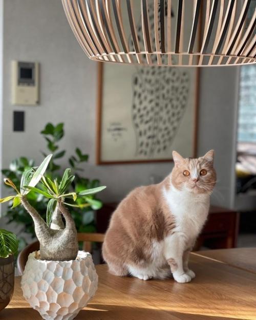 Сочетание скандинавского и японского стиля в интерьере дома в Японии. 07