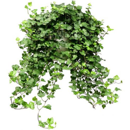 Плющ или хедера (Hedera). 01