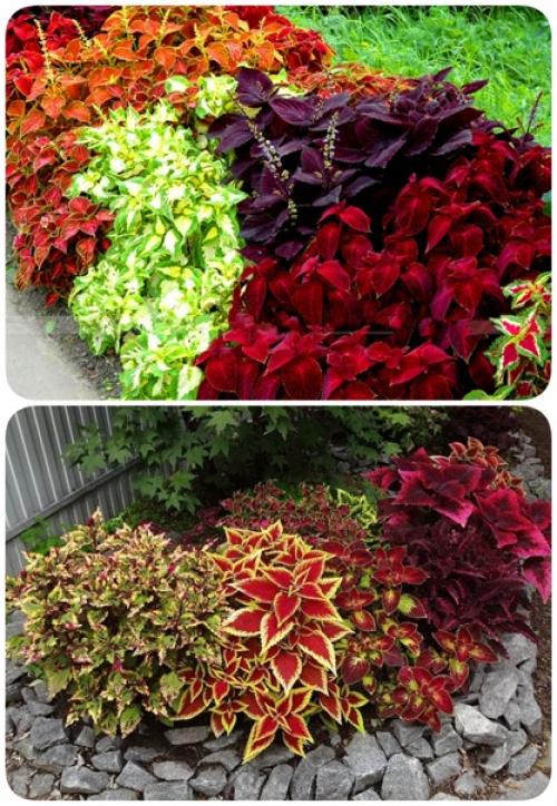 Выращивание колеуса летом в домашних условиях и в открытом грунте. 01