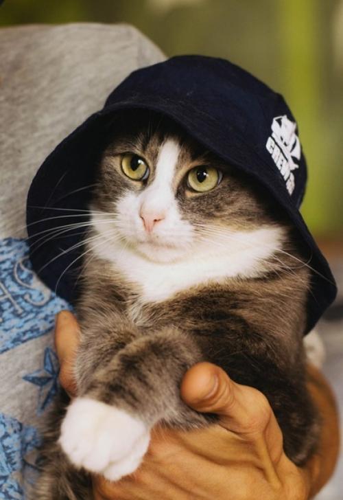 Фотосъёмки собак у меня случаются гораздо чаще, чем котиков. 05