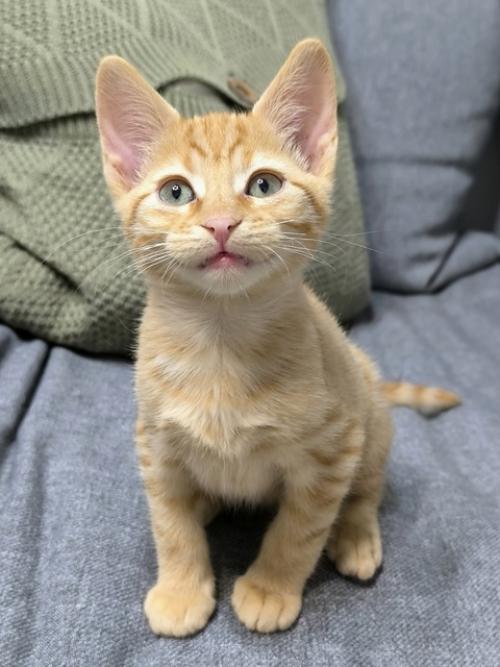 Пришла пора написать о судьбе рыжика, многие интересуются, что я решила и это понятно! 01