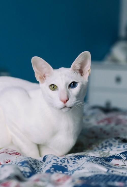 Фотосъёмки собак у меня случаются гораздо чаще, чем котиков. 02