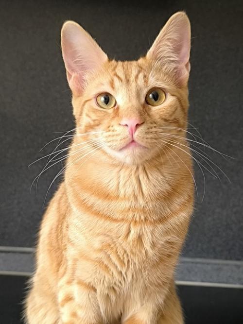 Пришла пора написать о судьбе рыжика, многие интересуются, что я решила и это понятно! 08