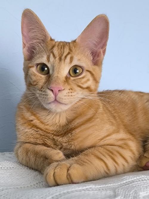 Пришла пора написать о судьбе рыжика, многие интересуются, что я решила и это понятно! 06