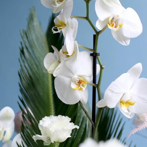 Ставить растения и цветы дома - это не только приятное украшение интерьера, но и полезная практика для здоровья и настроения. 01