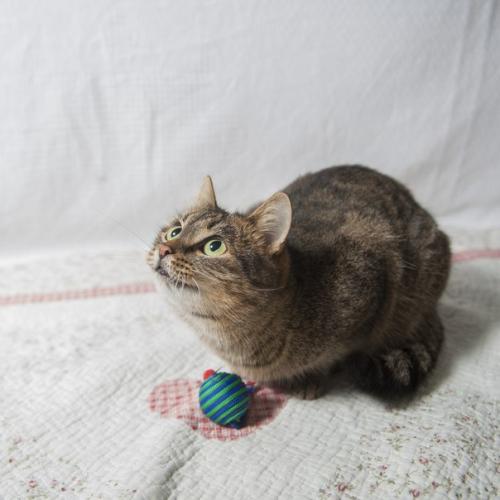 Внимание!  Акция по две штуки в одни руки, третья в подарок! 06