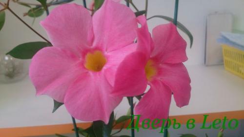 Дипладения - яркие краски тропической красавицы! 
