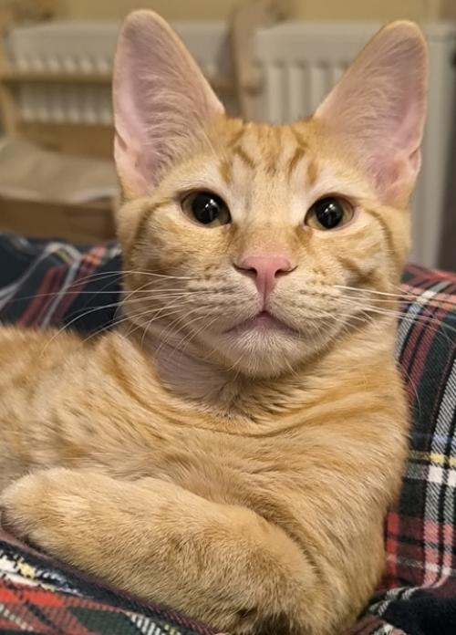 Пришла пора написать о судьбе рыжика, многие интересуются, что я решила и это понятно! 05