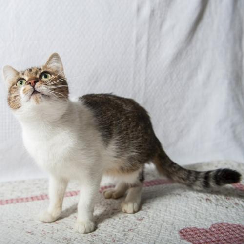 Внимание!  Акция по две штуки в одни руки, третья в подарок! 07