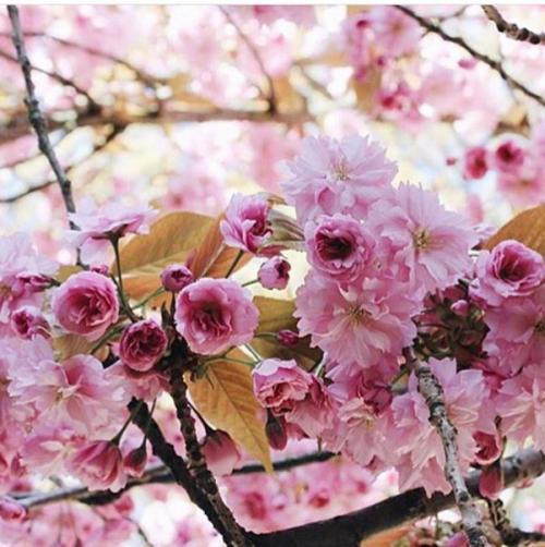 ? 15. Советов по.