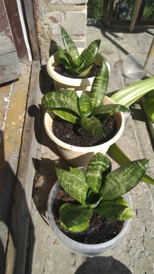 Спбшмот. Всем привет! 09