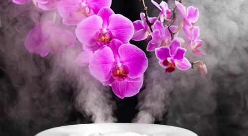 Подборка неприхотливых растений для дома. 03