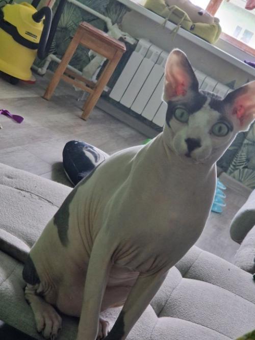 Дикий охотник шарфий. 02