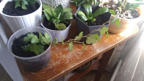 Спбшмот. Всем привет! 02