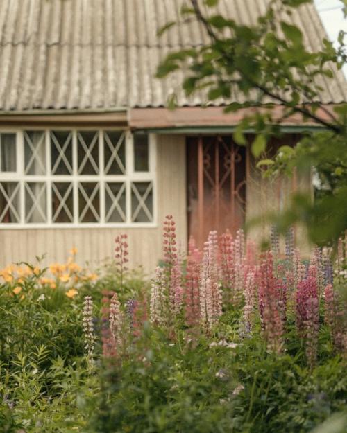 Люпины почти отцвели, а я только добралась до этих кадров. 03