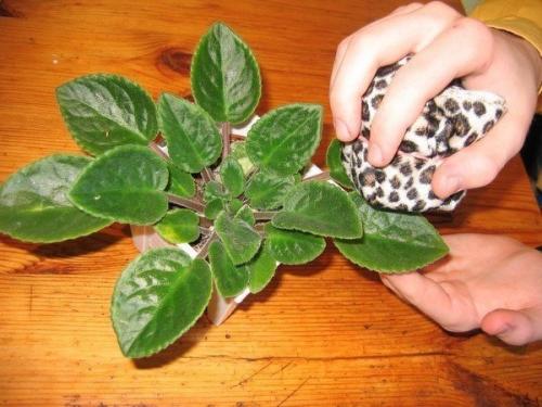 Как правильно мыть комнатные растения?