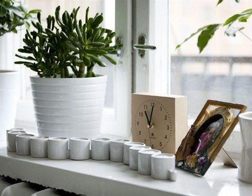 ? 7 . Неубиваемых растений для вашего дома и офиса? 02