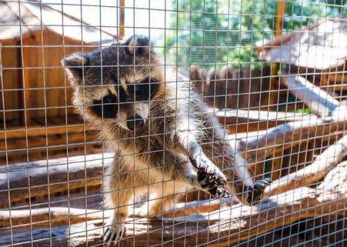 Контактные зоопарки Москвы могут быть интересны не только детям: топ - 6 лучших мест. 08