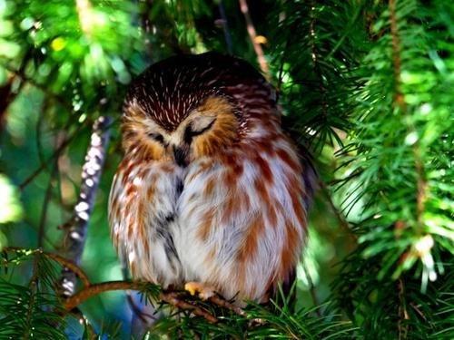 Сова.   Предлагаю сегодня поговорить о сове.