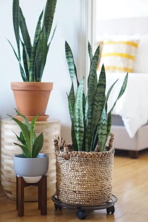 Стильное ретро растение - сансевиерия. 05